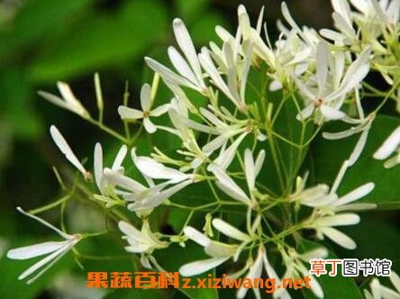 不适宜养在家里的植物