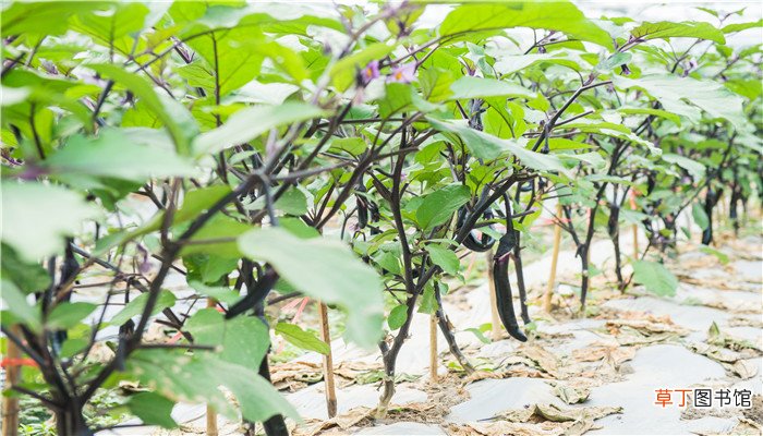 梦见茄子秧上结大紫茄子
