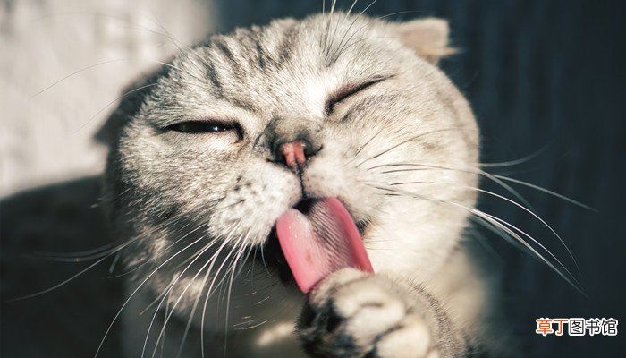 梦见一只小猫