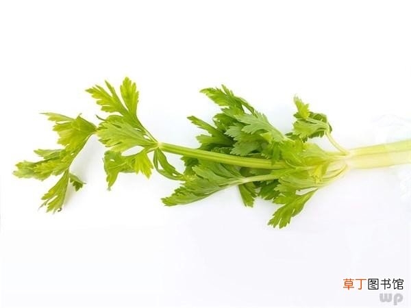 减肥蔬菜你知道哪些 吃什么菜容易减肥