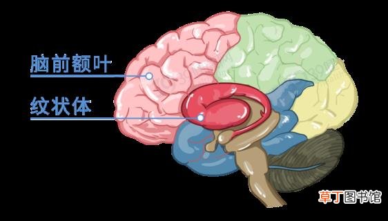 精子为什么会自动流出来 精子为什么是透明的