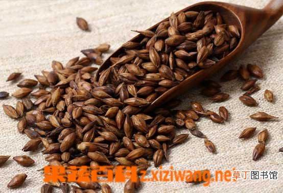 炒麦芽的功效与作用 炒麦芽的营养价值