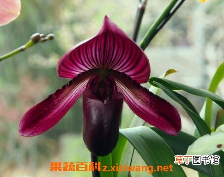 兜兰花如何养 兜兰花的家庭养殖方法