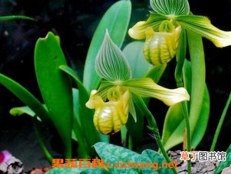 兜兰花如何养 兜兰花的家庭养殖方法