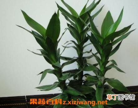 怎么水养富贵竹 富贵竹的养殖方法技巧