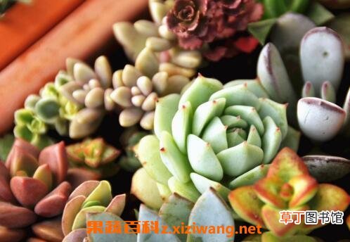 多肉植物怎么养 多肉植物的养殖方法和注意事项