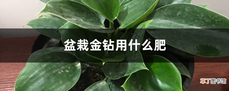 盆栽金钻用什么肥