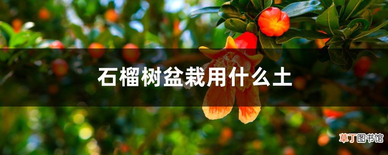 石榴树盆栽用什么土