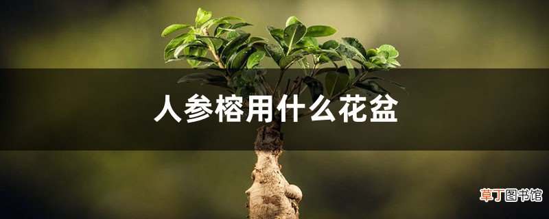 人参榕用什么花盆