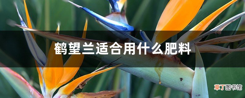 鹤望兰适合用什么肥料