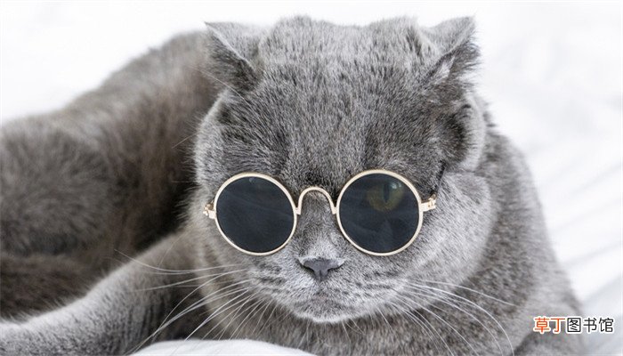 梦见猫打架是什么预兆