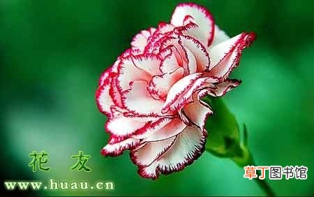 康乃馨的象征意义呢 康乃馨的花语和传说