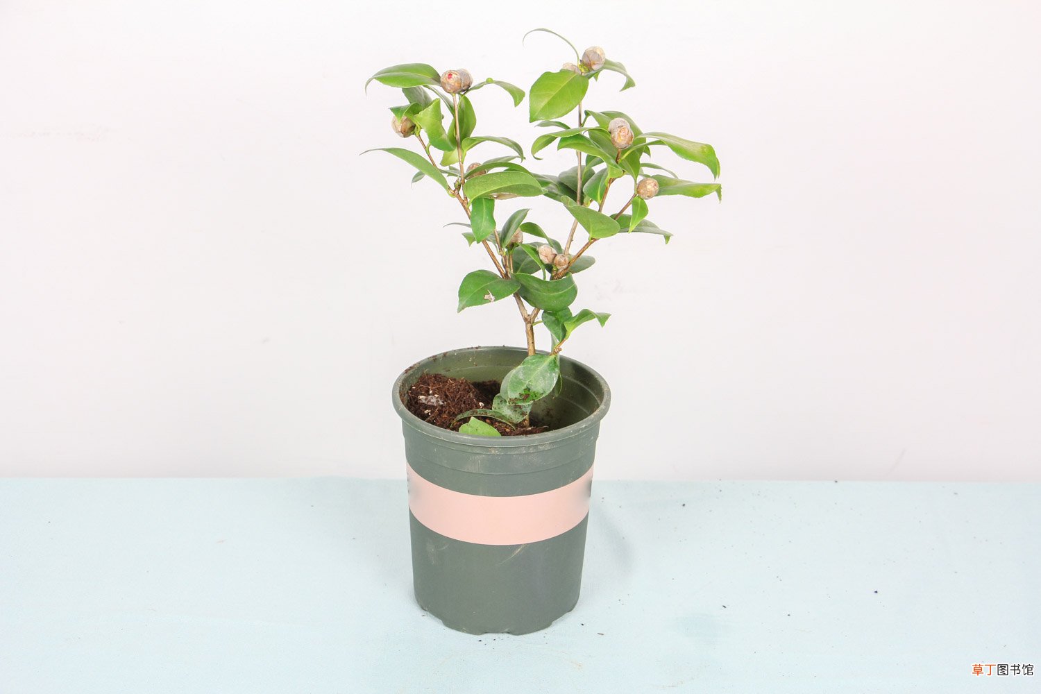 茶花什么时候可以种