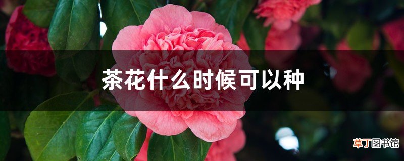 茶花什么时候可以种