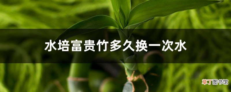 水培富贵竹多久换一次水