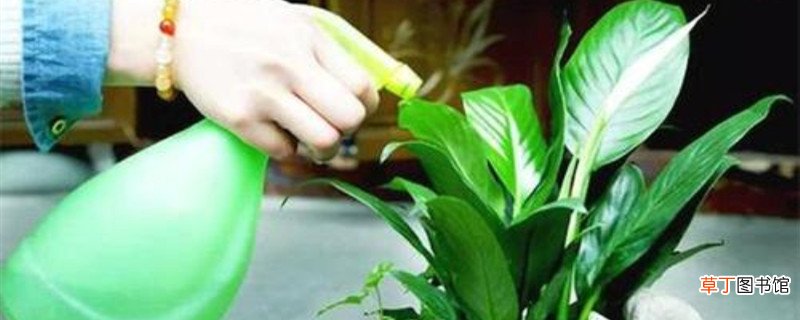 浇花的水为什么要晒