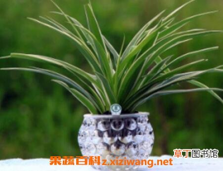 兰花水养的养殖方法和注意事项