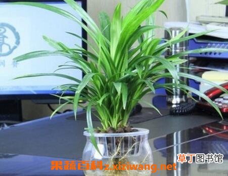 兰花水养的养殖方法和注意事项