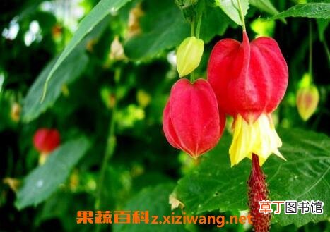 蔓性风铃花的养殖方法和注意事项