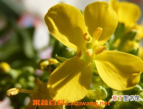 盆栽白菜花的养殖方法和步骤教程