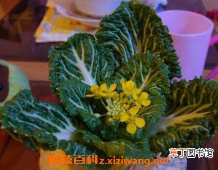 盆栽白菜花的养殖方法和步骤教程