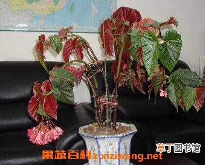 麻叶海棠花的养殖方法和注意事项