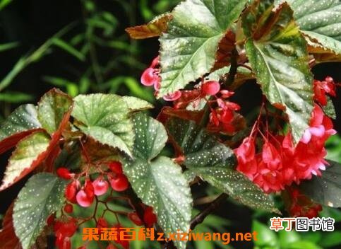 麻叶海棠花的养殖方法和注意事项