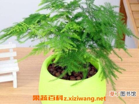 文竹的养殖方法 文竹叶子变黄怎么办