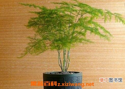 文竹的养殖方法 文竹叶子变黄怎么办