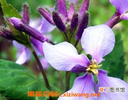 紫色兰草花如何养殖 紫色兰草花的养殖方法