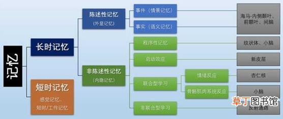 为什么你不记得婴幼儿时期发生的事情？记忆会一直保留到离开人世吗
