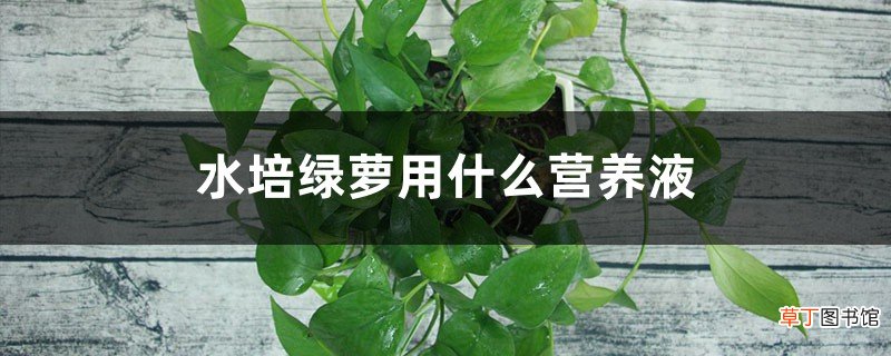 水培绿萝用什么营养液