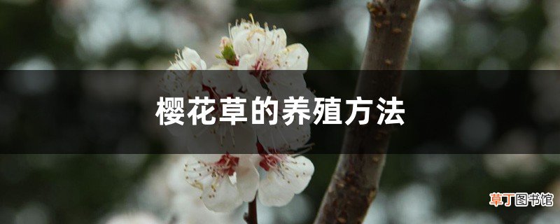 樱花草的养殖方法