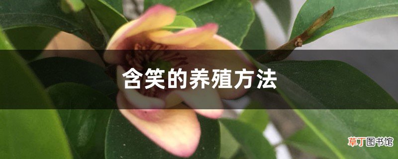 含笑的养殖方法