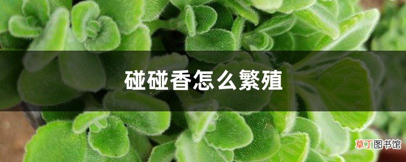 碰碰香怎么繁殖