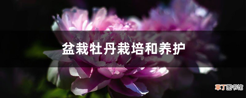 盆栽牡丹栽培和养护