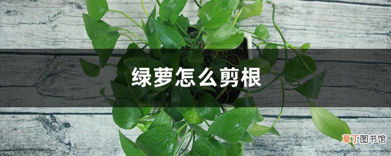绿萝怎么剪根