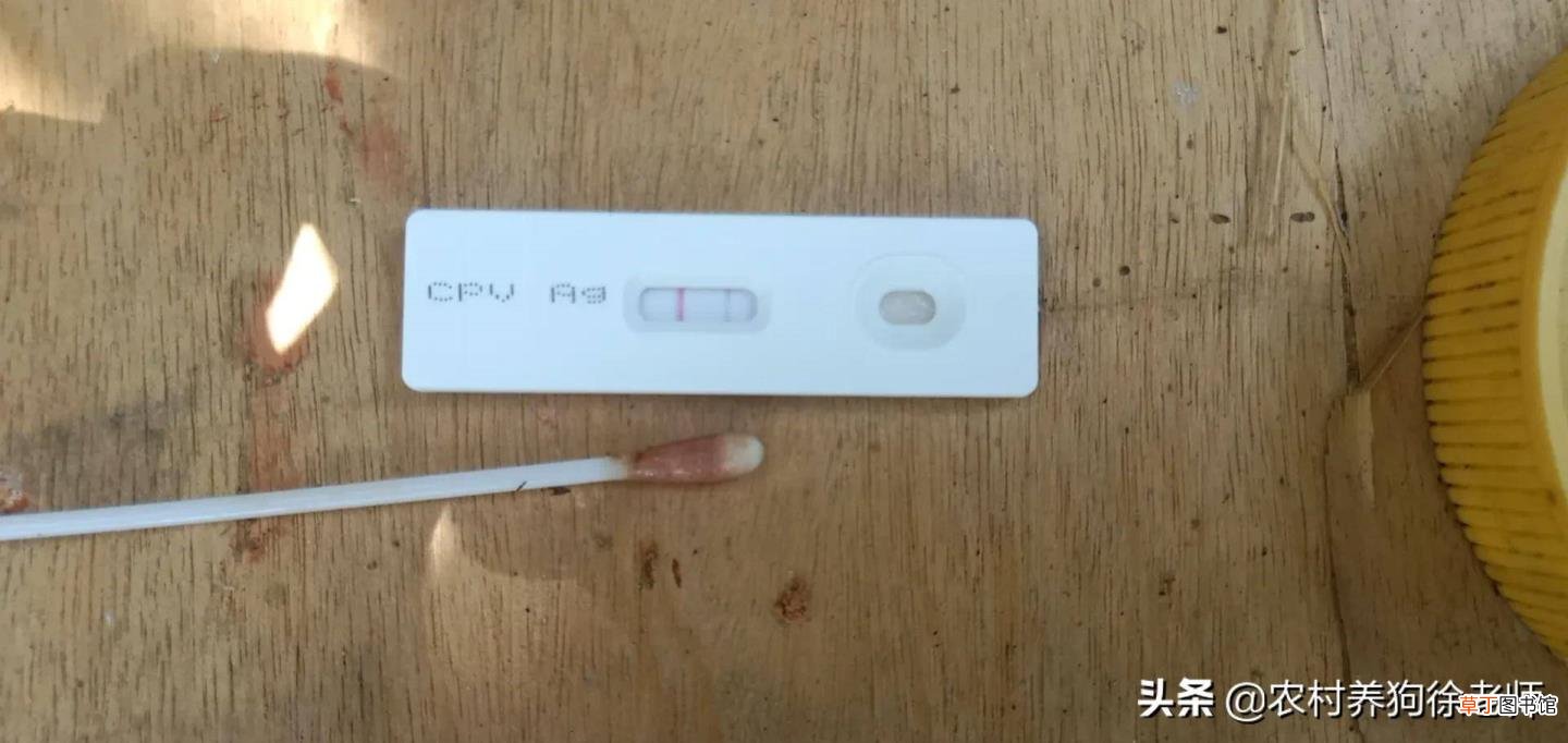 狗狗细小抽搐还有救吗 为什么会得细小