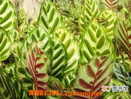 孔雀尾花的养殖方法和技巧教程
