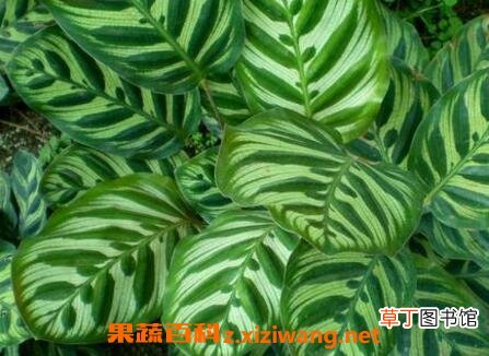 孔雀尾花的养殖方法和技巧教程