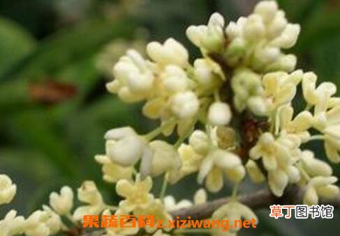 大四季桂花的养殖方法和注意事项
