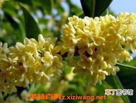 大四季桂花的养殖方法和注意事项