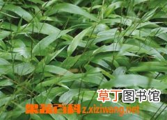 淡竹叶的功效与作用