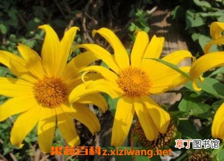 臭菊花的养殖方法和注意事项