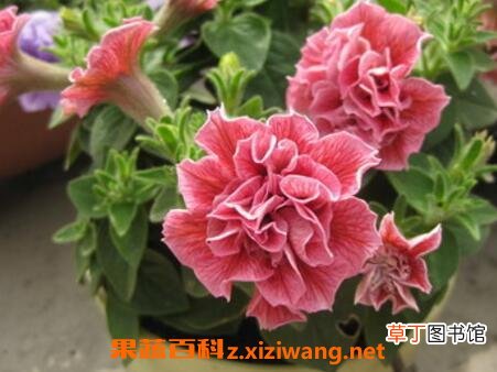 重瓣矮牵牛花的养殖方法和注意事项
