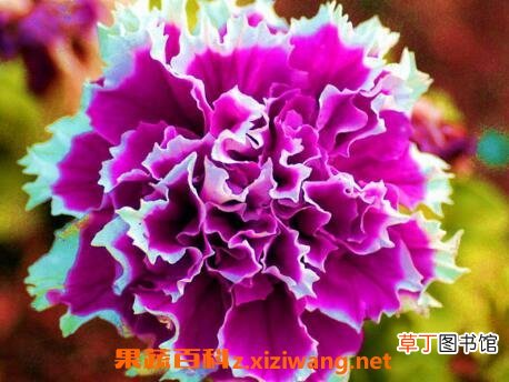 重瓣矮牵牛花的养殖方法和注意事项