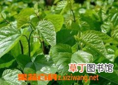 桑叶的功效与作用及食用方法