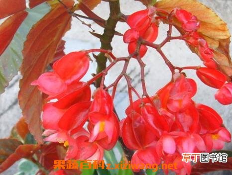 玻璃翠花的养殖方法和注意事项