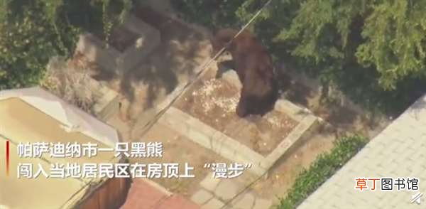 视频流出：网友直呼真“熊出没” 美国加州黑熊漫步居民区屋顶