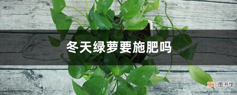 冬天绿萝要施肥吗